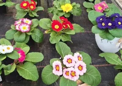 Bunte Primeln in verschiedenen Farben als Frühlingsblumen in der Gärtnerei