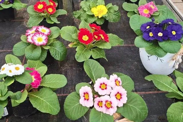 Bunte Primeln in verschiedenen Farben als Frühlingsblumen in der Gärtnerei