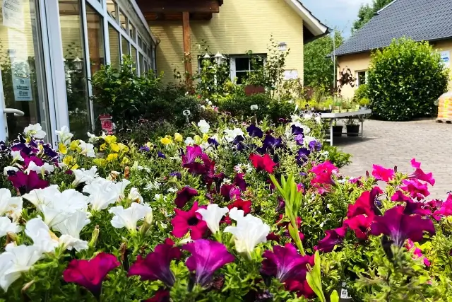 Bunte Blumen in verschiedenen Farben als Sommerblumen in der Gärtnerei